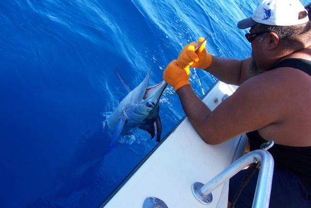 White Marlin fishing South Padre Island